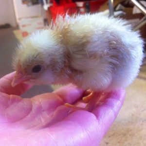 Chick #4. Guessing she's a girl based off if feathers on day 2