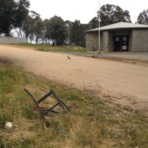 A magpie! (GO THE MAGPIES FOOTY CLUB!)