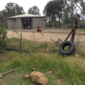 My dog jumping a huge fence!