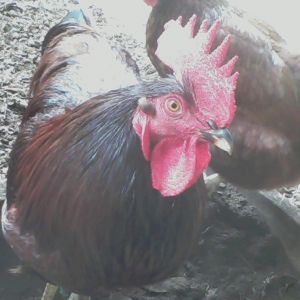 Just Bert saying hello.