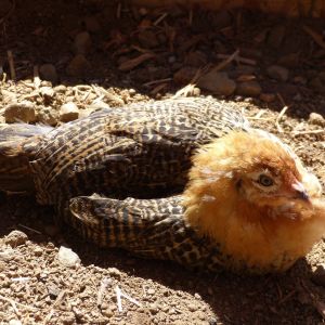 My pretty 6 week old easter egger girl enjoying the dirt.