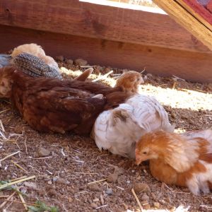 My 6 week old easter eggers and rhode island red enjoying a nap in the shade.