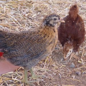 Easter egger and rhode island girls