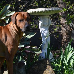 Our Ridgeback he is the Rooster of our girls...just loves hanging out
