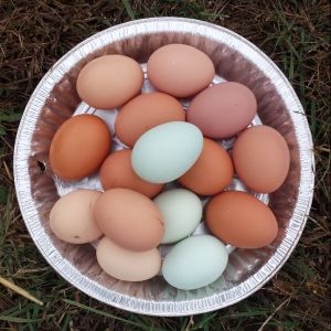 Record egg day from our 18 Chickens- 15 eggs.