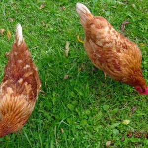 Beulah and Aggie.  My New Hampshire Reds.