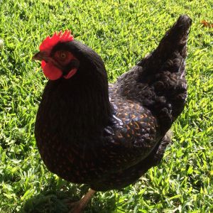 Berta.  Oct. 5, 2014.   Berta hatched on March 31, 2014