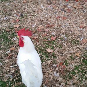 I have 2 of the white leg horn roosters  and I have 28 hens but the two roosters fight what do I do
