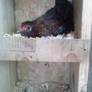 Olivia Oyl the olive egger