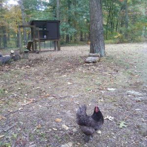 Miss Poppy, part Ameracauna?