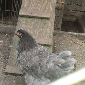 Black Amerucana hen x Blue Wyandotte  rooster (HEN)