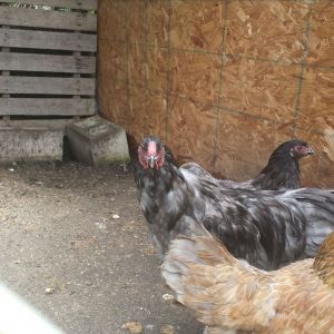 Blue wheaten EE hen x Blue Wyandotte rooster ( ROOSTER)
