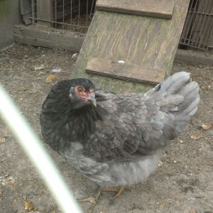 Black Amerucana hen x Blue Wyandotte  rooster (HEN)