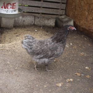 Black Amerucana hen x Blue Wyandotte  rooster (HEN)