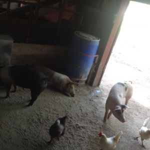 The girls eating with the piggies.