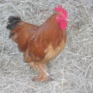 My rooster