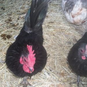 my two bantam rooster and hen