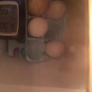 First duck egg incubation and hatch attempt day 9