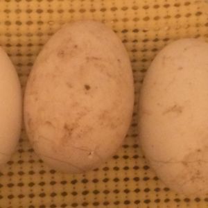 First duck egg incubation and hatch attempt day 29. All three with external pip! Finally!