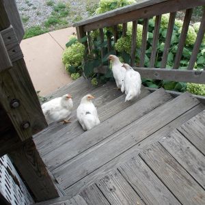 My hens on the stairs