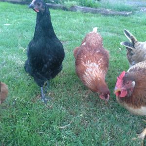 Black one is Boop an Australorp, and the one in the center is a Sex Link