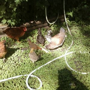 They roam freely in the back yard when I'm with them there.  When I leave , they take cover in the garden.  We do have hawks that pass overhead at times.