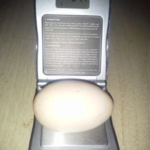 And we thought this was the biggest egg we'd ever seen...