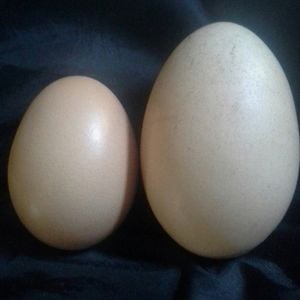 The egg on the left is a regular "large" size egg, on the right a "jumbo"!