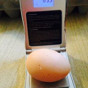 2nd Largest egg gift from our Dixie Rainbow