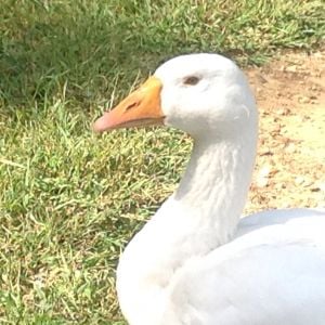 "M"   This is our gander and he is an Embden with ice blue eyes! He is 7 months old..