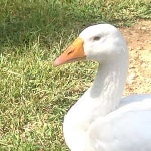 M again..   We call him Emmy..  He was the first of three Embden goslings we hatched here on the farm. We named "M" and there was "Be" and "Den"...   Unfortunately our dogs killed the other two.  :-(. It was a sad day here at the farm. Needless to say, the dogs that got our babies have been adopted out....