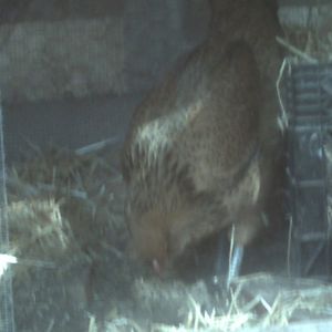 What type of chicken is this?