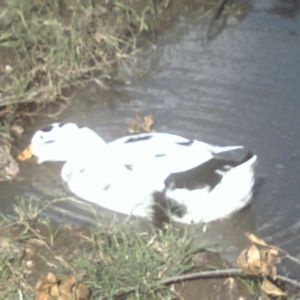 One of the ladys in the new pond