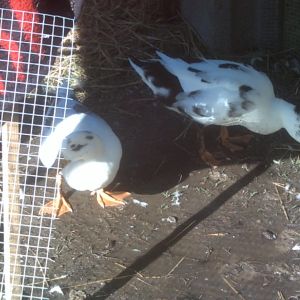 both of the ladies enjoying some apple pieces