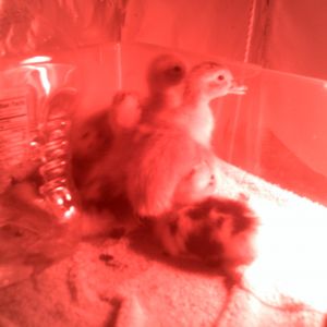 anaconda ducklings 2hours old