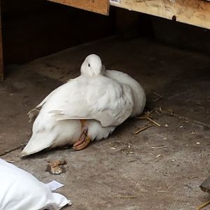 DuckDuck's sore foot