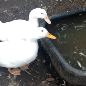Big Bird & DuckDuck at the tub