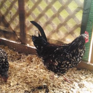 sassy the speckled sussex rooster
