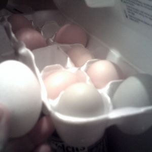 two olive eggs next to our other eggs that have been layed by my other chickens