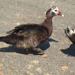 2013 black barred hen