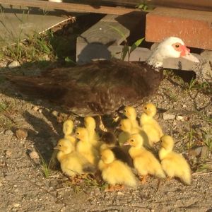 2014- first clutch for this hen 11 ducklings