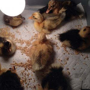 2014 babies