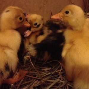 2014 babies