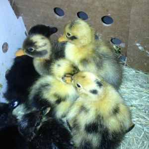 2013 babies