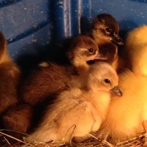 2014 silver duckling