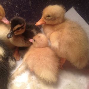 Size comparison- day old call next to a day old ancona