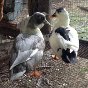 2012 blue splash drake and black and white hen