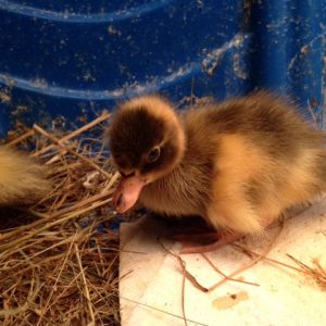 2014 blue fawn pied