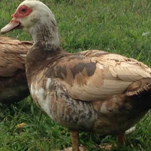 2013 chocolate barred hen