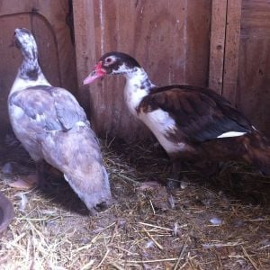 2012 lilac and chocolate pied